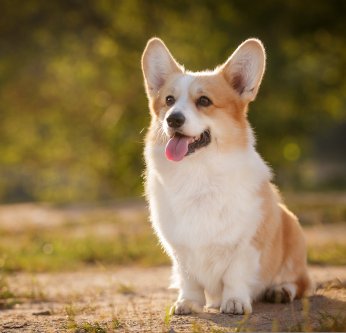 Welsh Corgi Pembroke