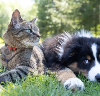 Les aoûtats chez le chien et le chat