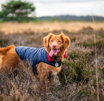 Les vêtements pour chien