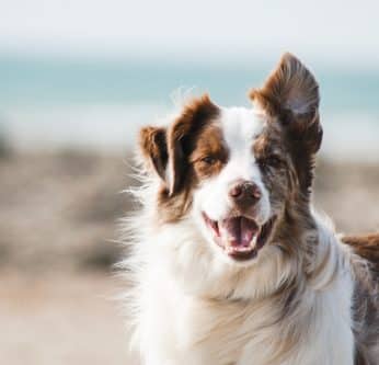 Oreilles chien