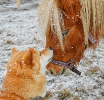 La cohabitation chien-cheval