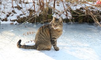 Prendre soin de son chat en hiver