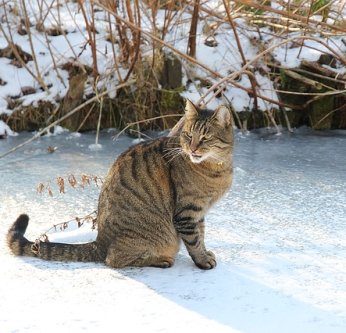 Prendre soin de son chat en hiver