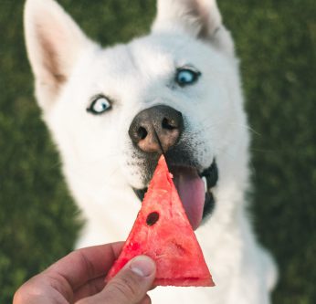 chien végétarien