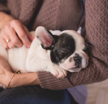 chien et homme