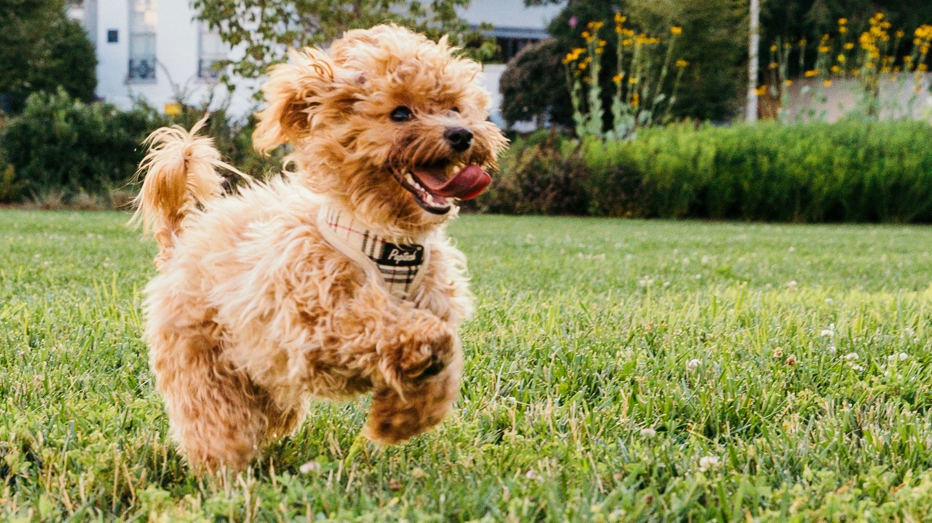 chien heureux