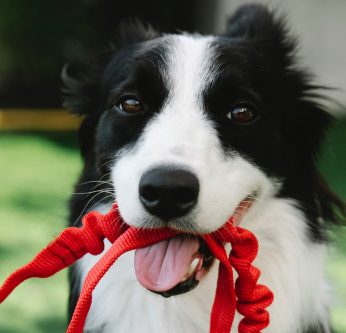 Chien prêt pour la promenade