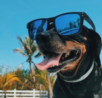 chien piscine