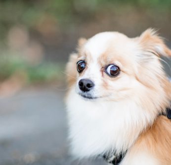 chien peur de l'orage