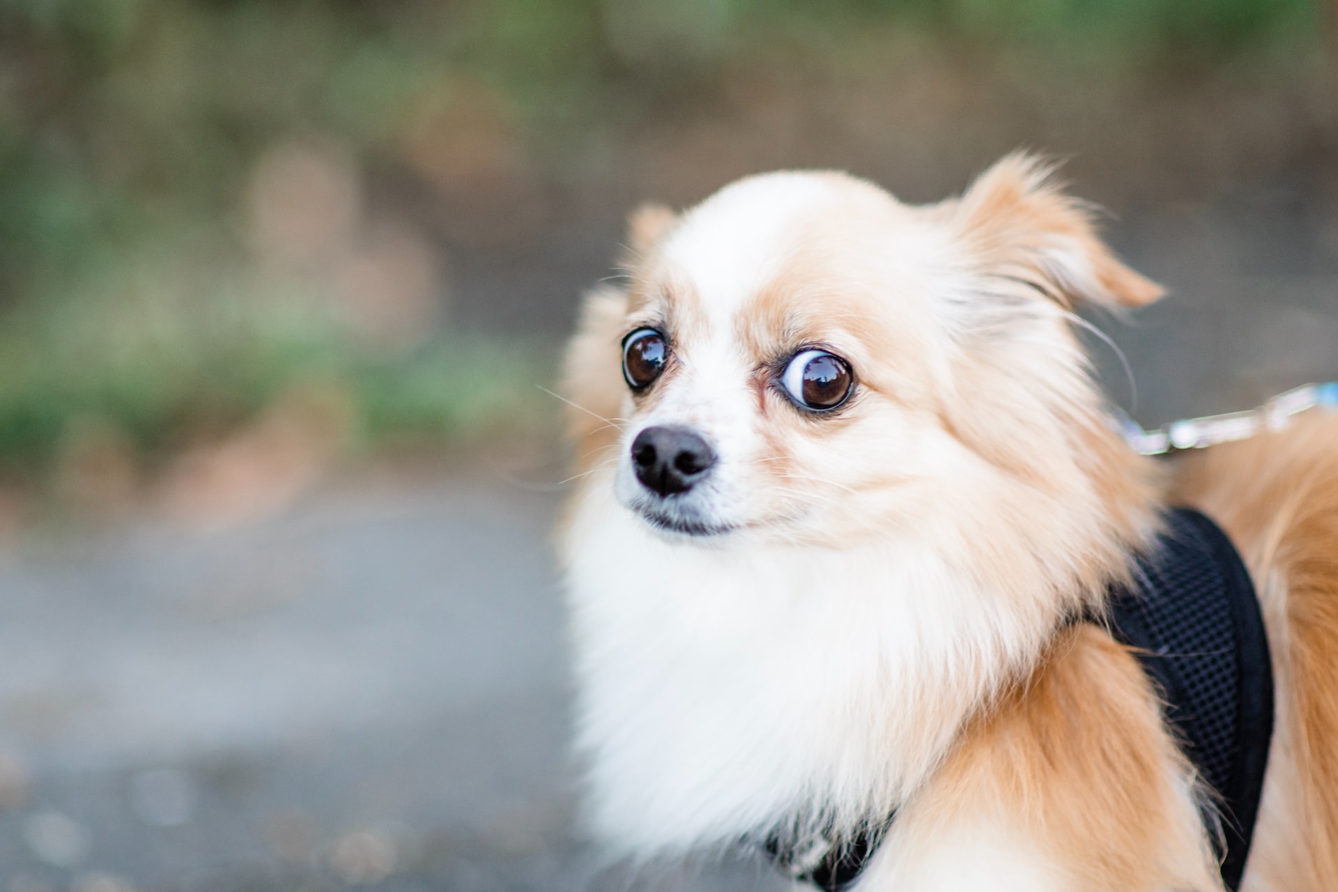 chien peur de l'orage