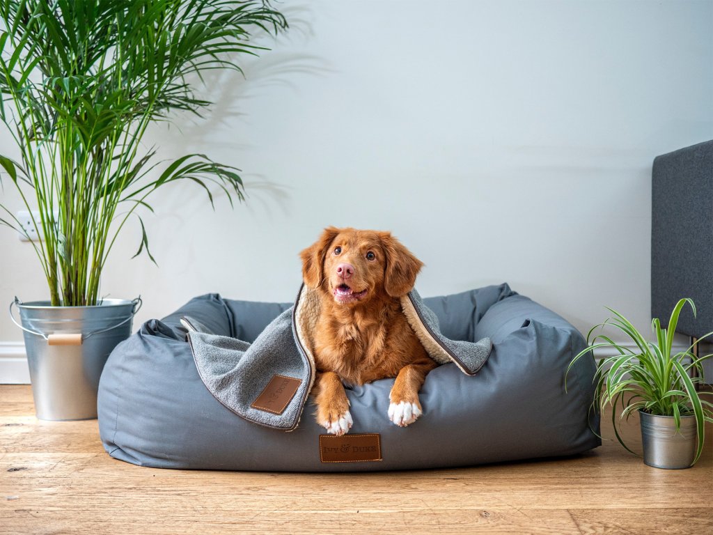 Chien dans son panier