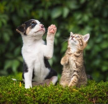 Les dangers du printemps : chiens et chats