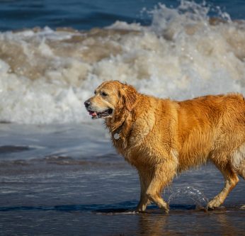 Le chien et la mer