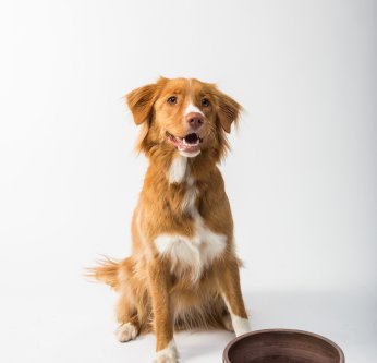 De nourriture pour chiot à chien adulte, nos conseils