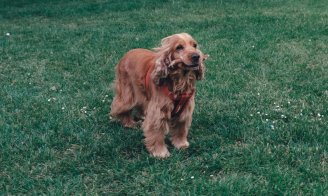 Le Cocker Spaniel Anglais