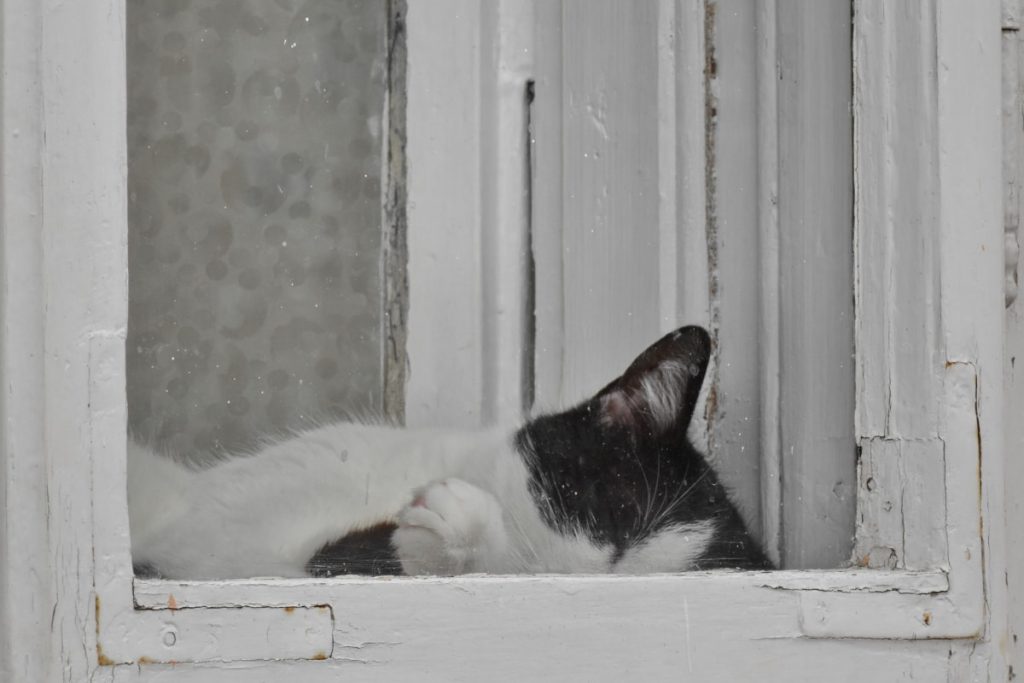 Mon Chat A Une Entorse Que Faire Animaux Sante