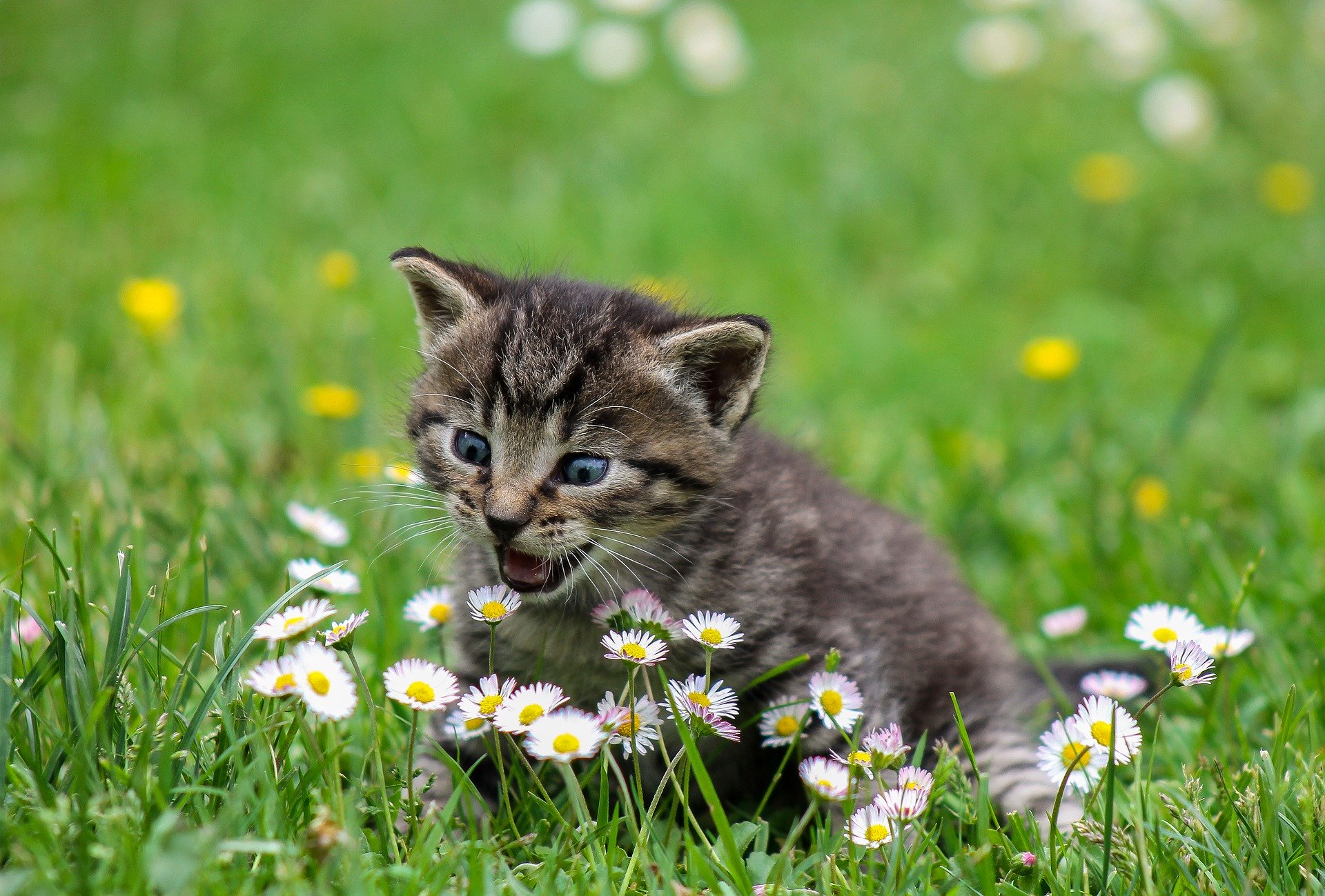 Les Vers Chez Le Chat Comment Savoir Si Votre Chat A Des Vers Animaux Sante