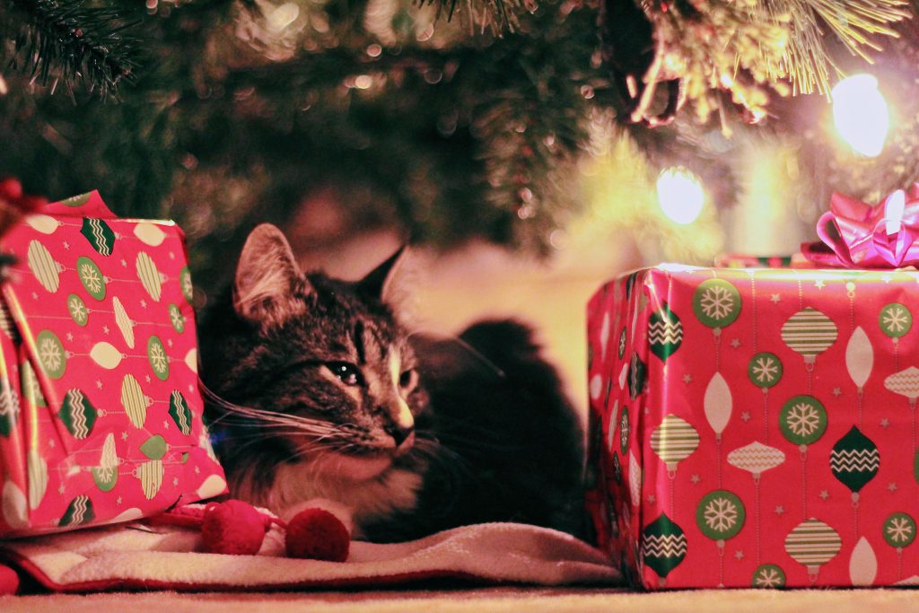 Top 5 Des Cadeaux De Noel Pour Vos Animaux Animaux Sante