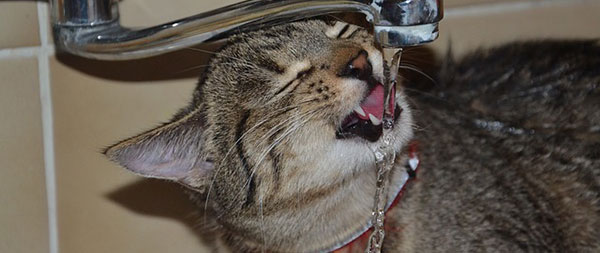 quelle eau donner à son chat ou chien