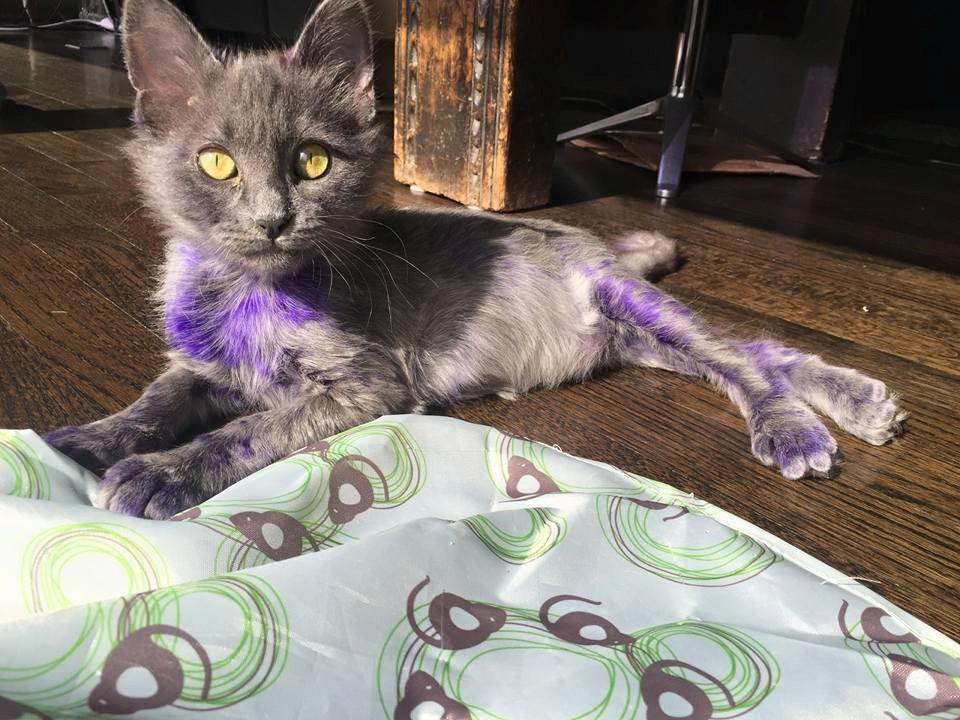 Smurf Le Chat Violet Torture S Est Retablit Animaux Sante