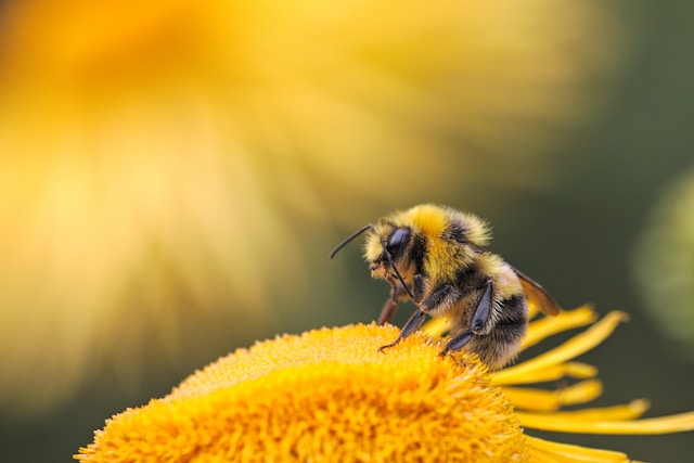 abeille - danger de l'été