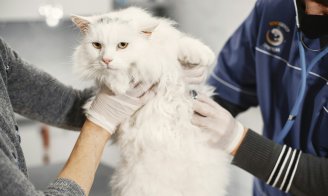 Combien coûtent les frais vétérinaires d’un chat par an ?